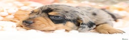 Miniature Dachshund dogs for sale: KC Miniature Dachshund Puppies - Advert 25