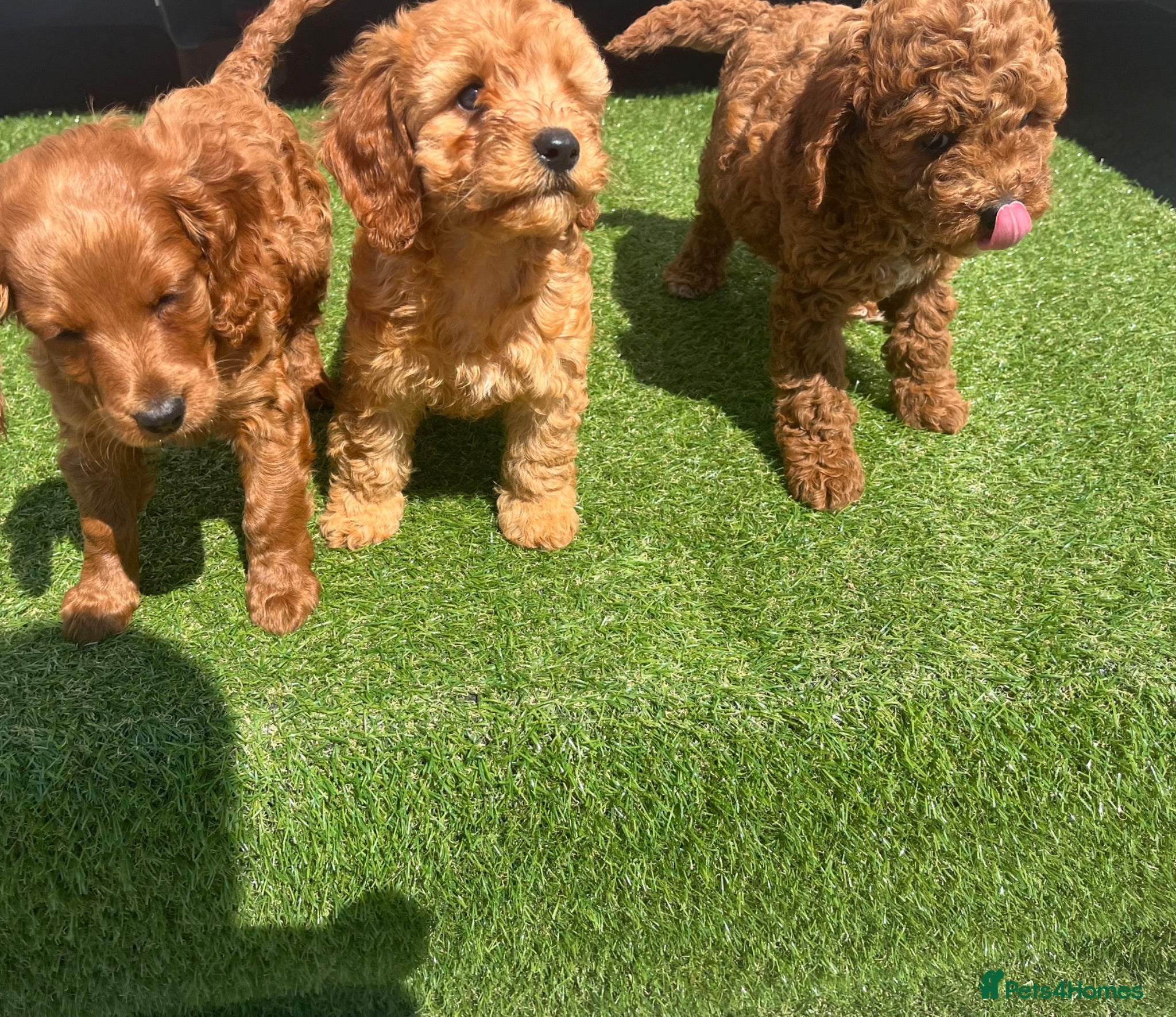 Mixed Breed dogs Cavapoo miniature  - Advert 1