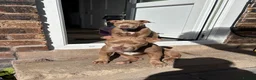 American Bully dogs for sale: American bullies  - Advert 14