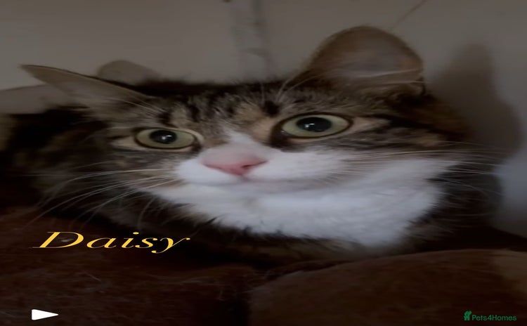 Mixed Breed cats - Advert 15