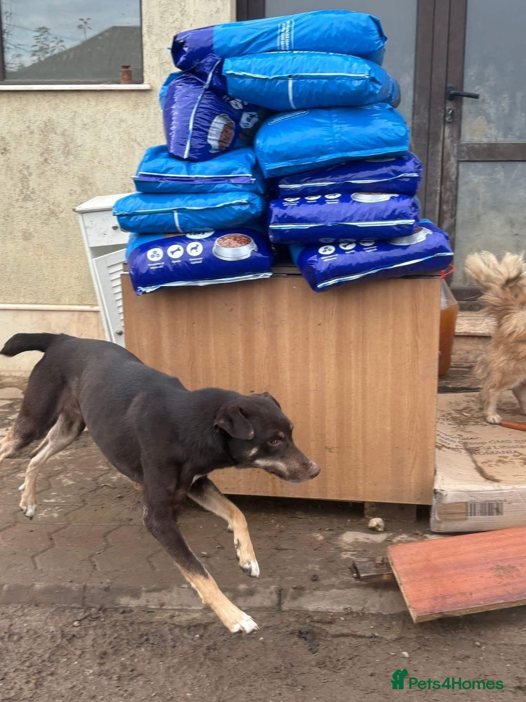 Mixed Breed dogs for adoption: Dobby - Norwich Norfolk  - Advert 7