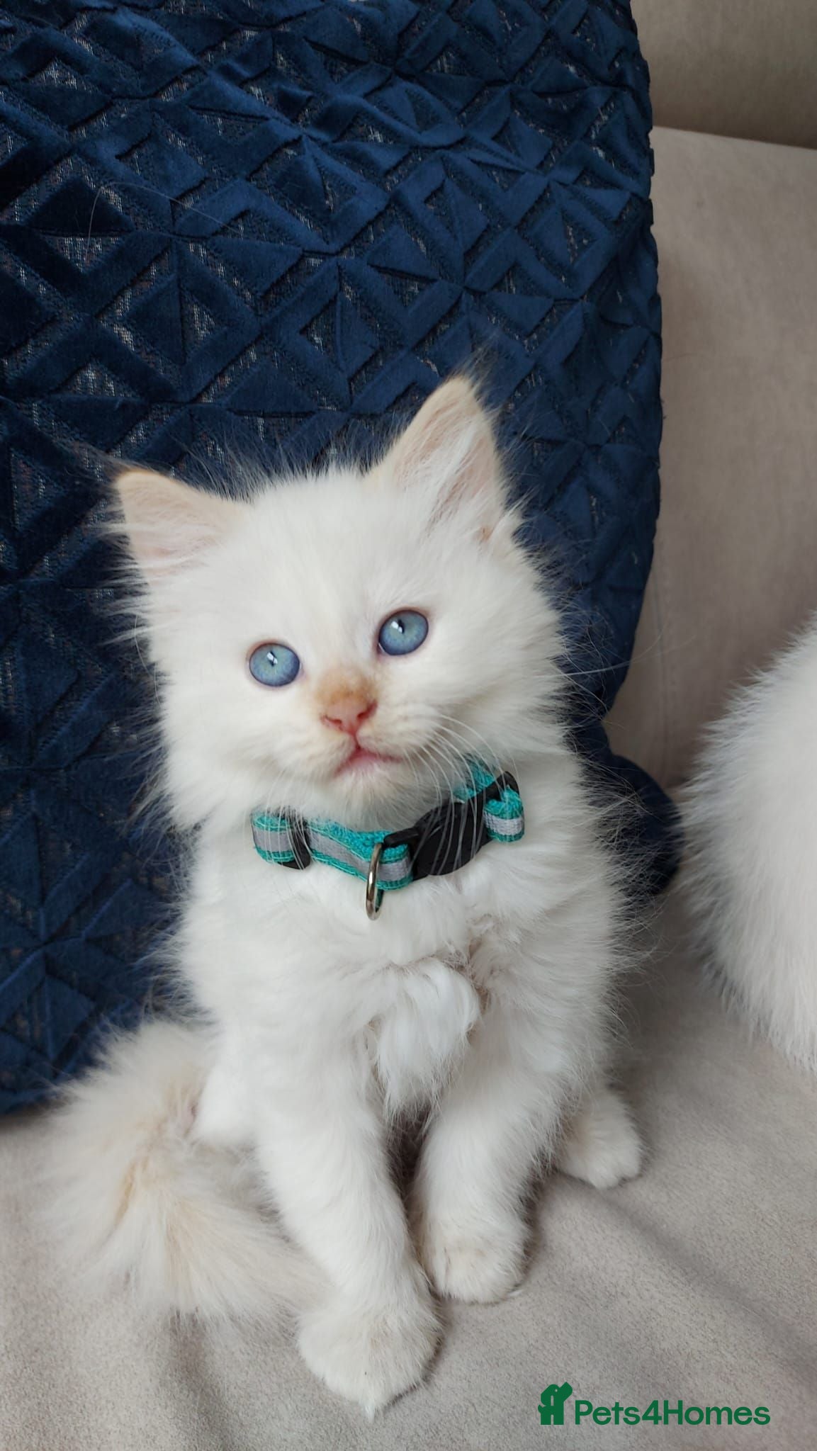 Siamese cats STUNNING Flame Point Siamese Kittens - Advert 2