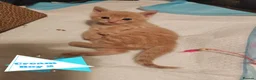 Mixed Breed cats for sale: Adorable kittens are looking for lovely home  - Advert 9