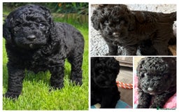 Australian Labradoodle dogs for sale: Stunning Genuine Australian Labradoodles  - Image 1
