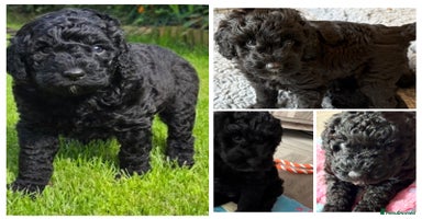 Australian Labradoodle dogs - Advert 6