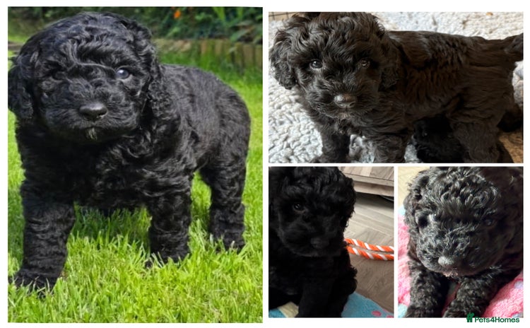 Australian Labradoodle dogs - Advert 1
