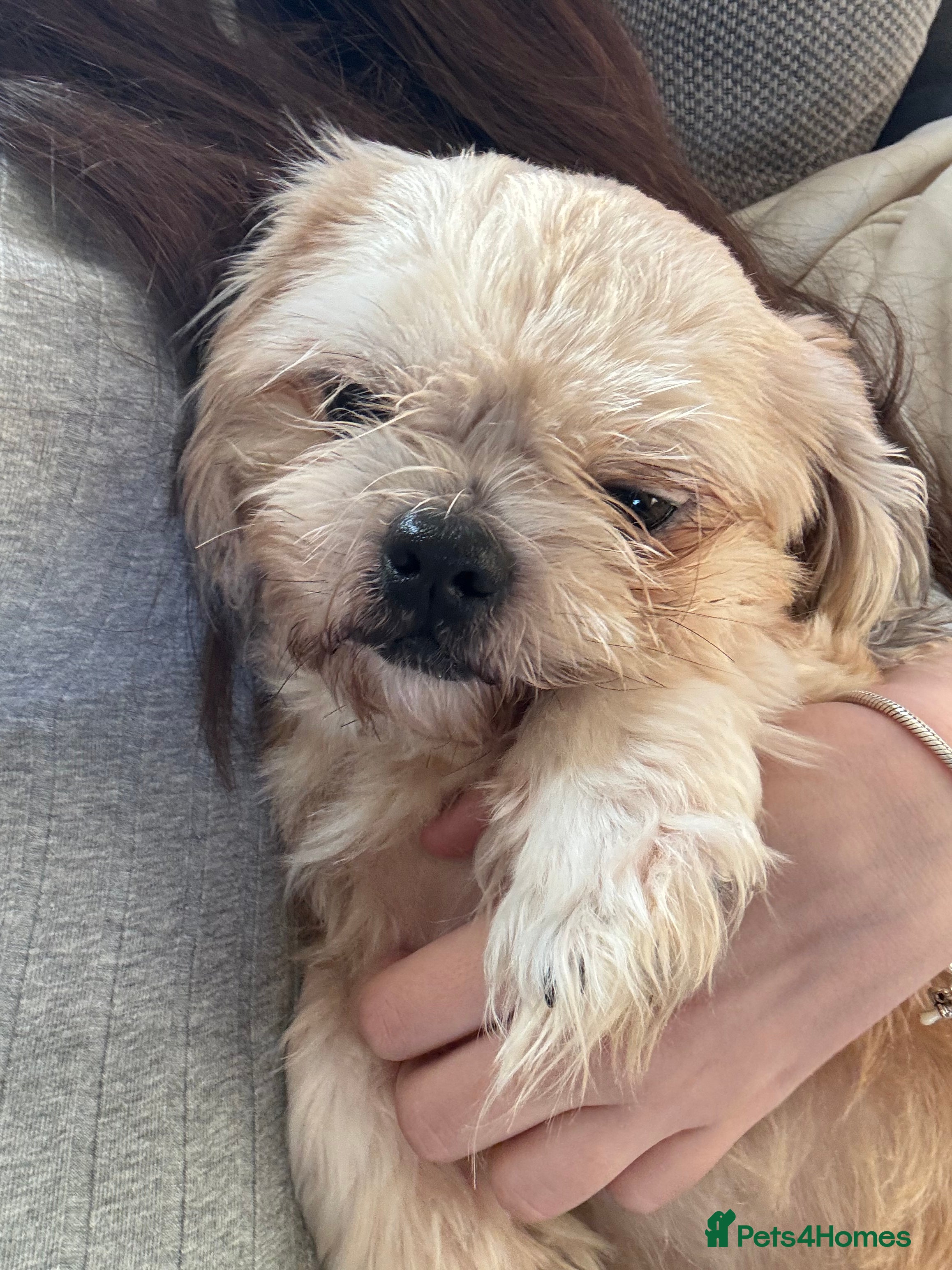 Shih Tzu dogs Looking for a lovely new home for kylo.  - Advert 1