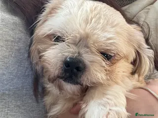 Shih Tzu dogs Looking for a lovely new home for kylo. - Advert 1