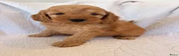 Cockapoo dogs for sale: LICENSED BREEDER QUALITY COCKAPOO PUPPIES  - Advert 10