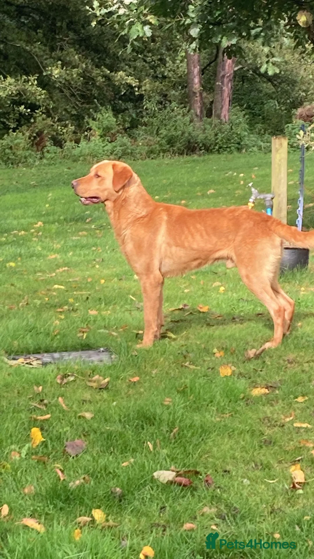 Labrador Retriever dogs for sale: Yellow/Fox Red Labrador puppies - Advert 3