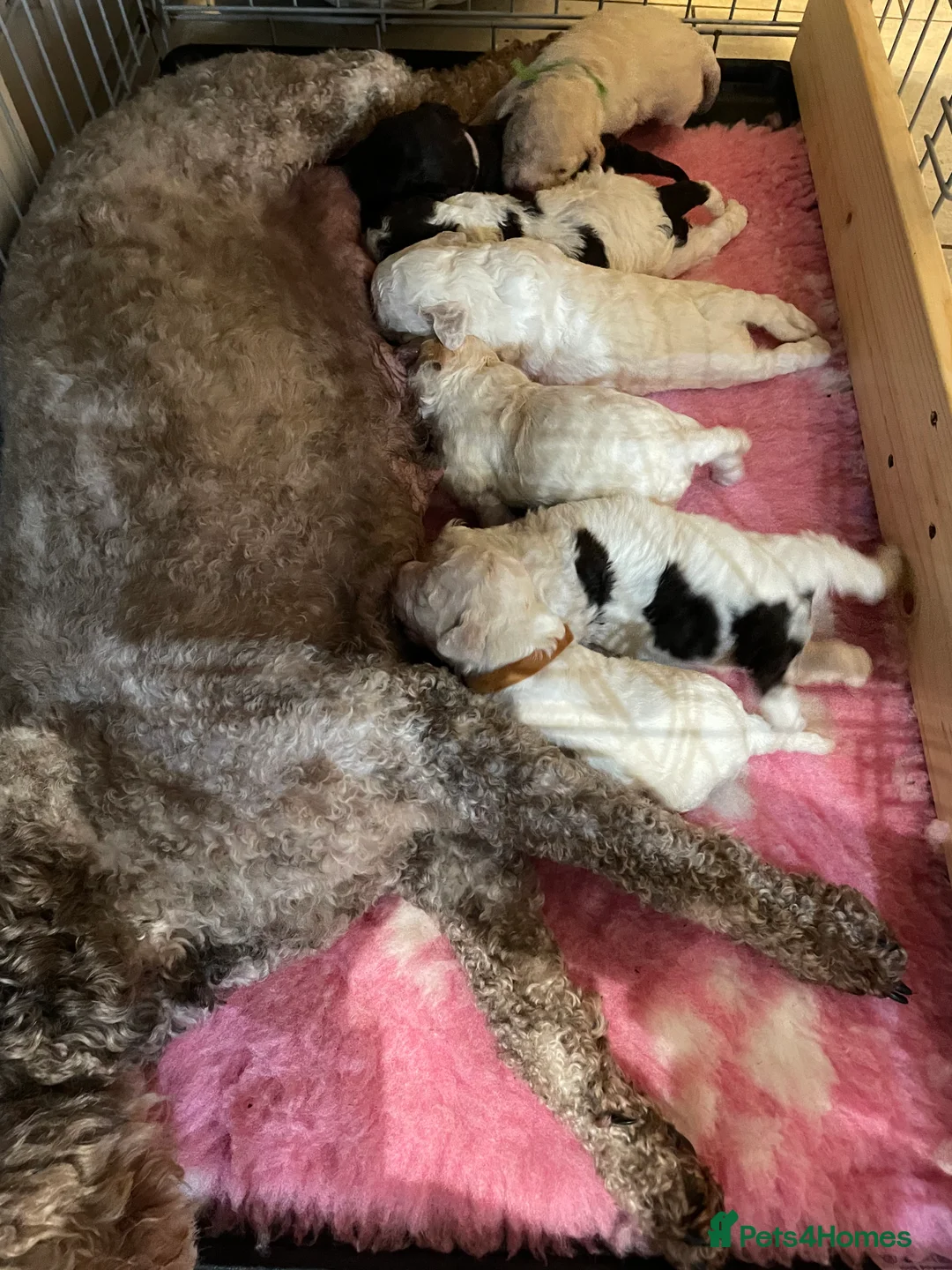 Lagotto Romagnolo dogs for sale: Lagotto Romagnolo puppies , a rarity !  - Advert 8