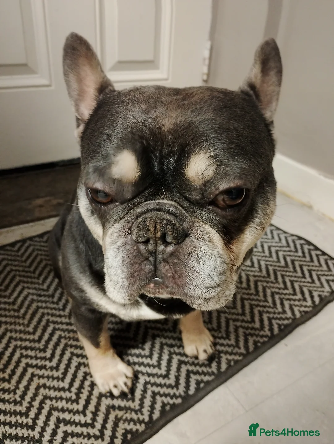 French Bulldog dogs for stud: french bulldog available for stud - Advert 1