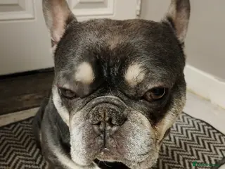 French Bulldog dogs french bulldog available for stud - Advert 1