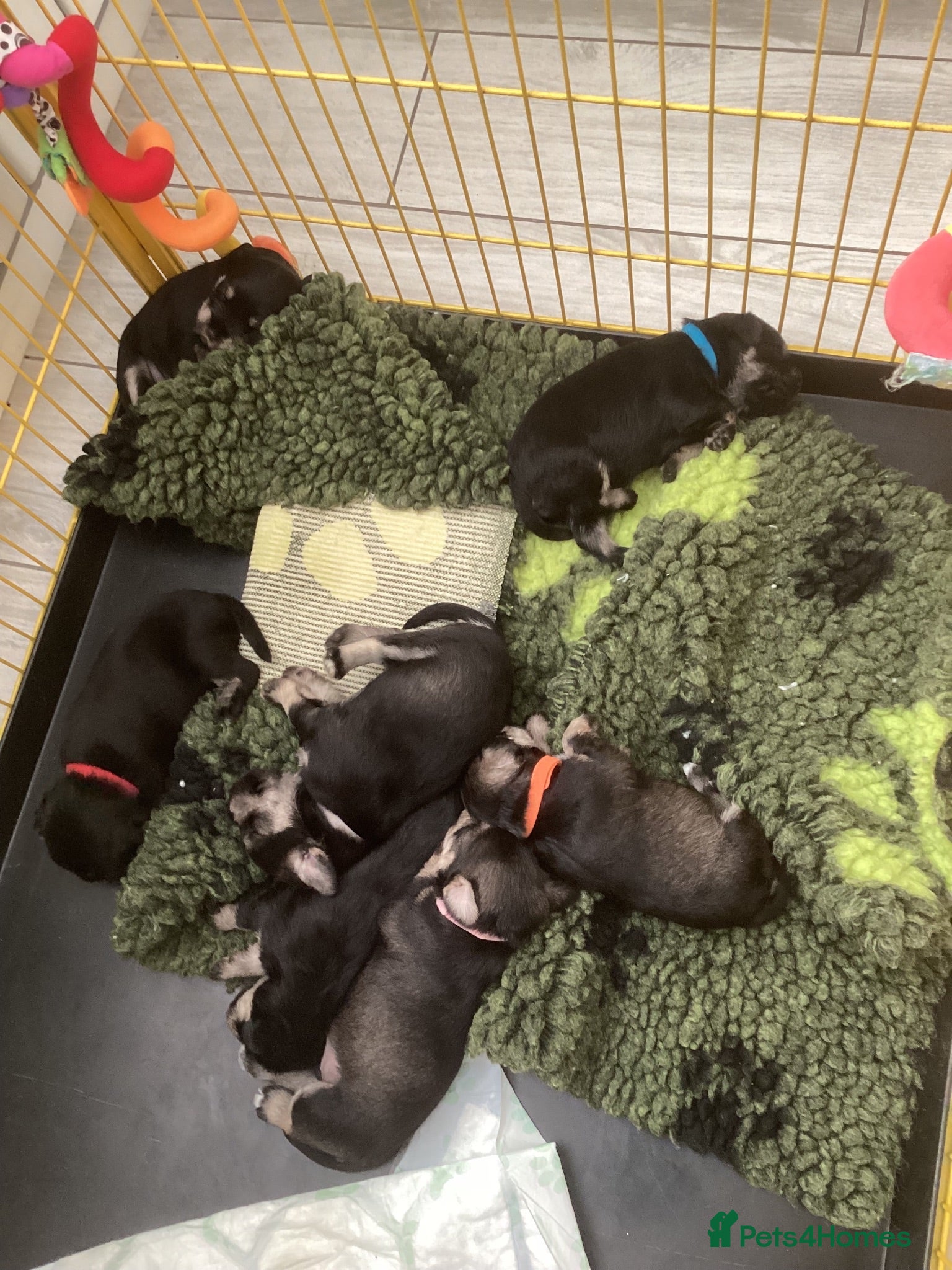 Miniature Schnauzer dogs Council licensed 5* Mini Schnauzer Breeders - Advert 1