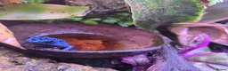 Frog reptiles for sale: Dendrobates tinctorius + full set up in Sheffield - Advert 6