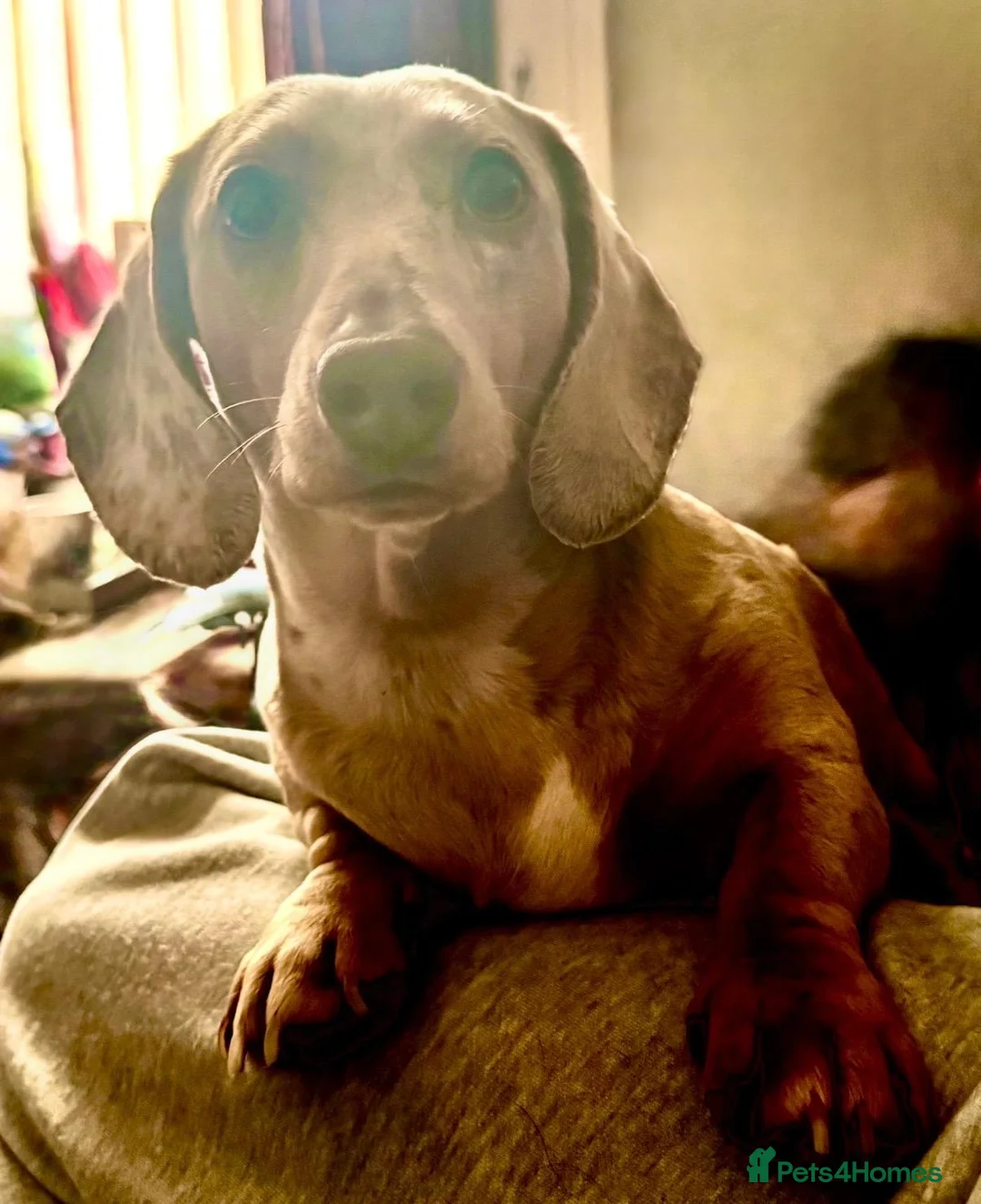 Dachshund dogs for sale: Miniature daschund puppies  - Advert 2