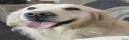 Goldador dogs for sale: Beautiful goldadors - Advert 8
