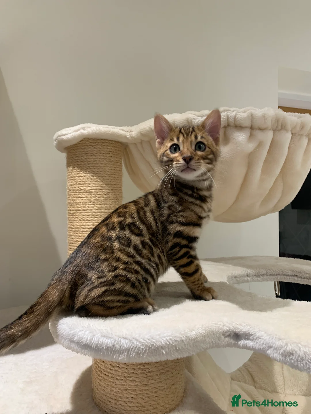 Bengal cats for sale: Best Quality Bengal Kittens in the U.K.  - Advert 2
