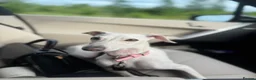 Italian Greyhound dogs for sale: Italian greyhound 2 years old  in Cheadle - Advert 5