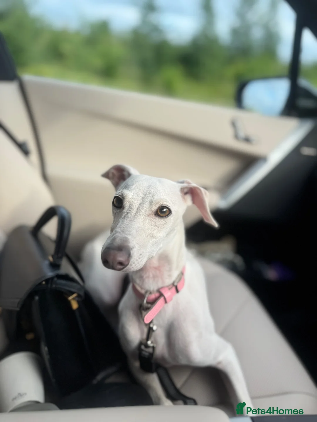 Italian Greyhound dogs for sale: Italian greyhound 2 years old  in Cheadle - Advert 5