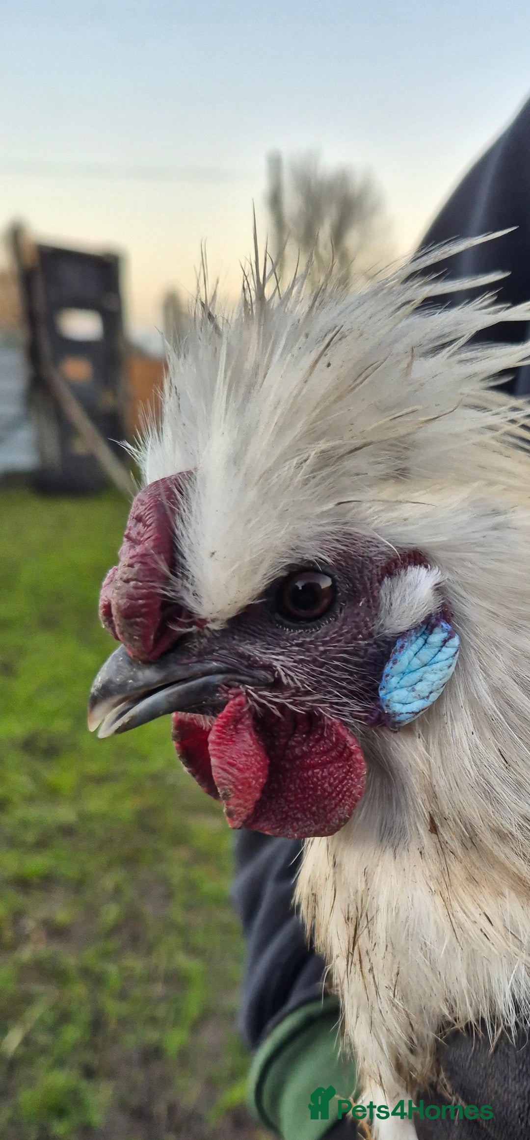 Hens poultry for sale: Silkie Cockerels - Image 2