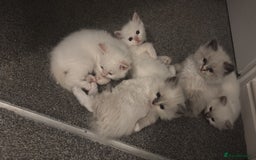 Ragdoll cats for sale: Ragdoll Kittens  - Image 1