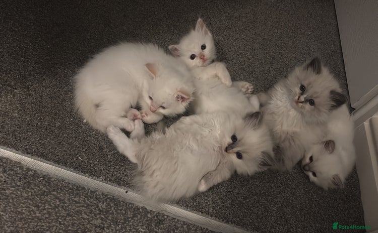 Ragdoll cats - Advert 16