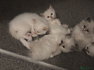 Ragdoll cats - Advert 23
