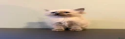 Ragdoll cats for sale: Ragdoll female kitten READY NOW - Advert 4