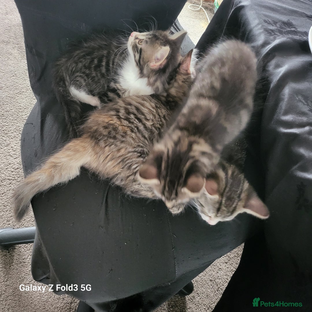 Mixed Breed cats for sale: 4 tabby kittens  - Advert 6
