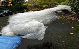 Chickens poultry for sale: Chicks,growers,point of lay all sizes hatching in Uckfield - Advert 33