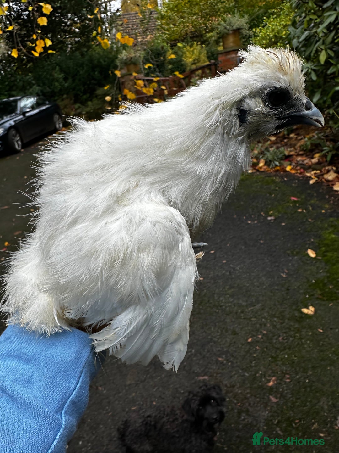 Chickens poultry for sale: Chicks,growers,point of lay all sizes hatching in Uckfield - Advert 33