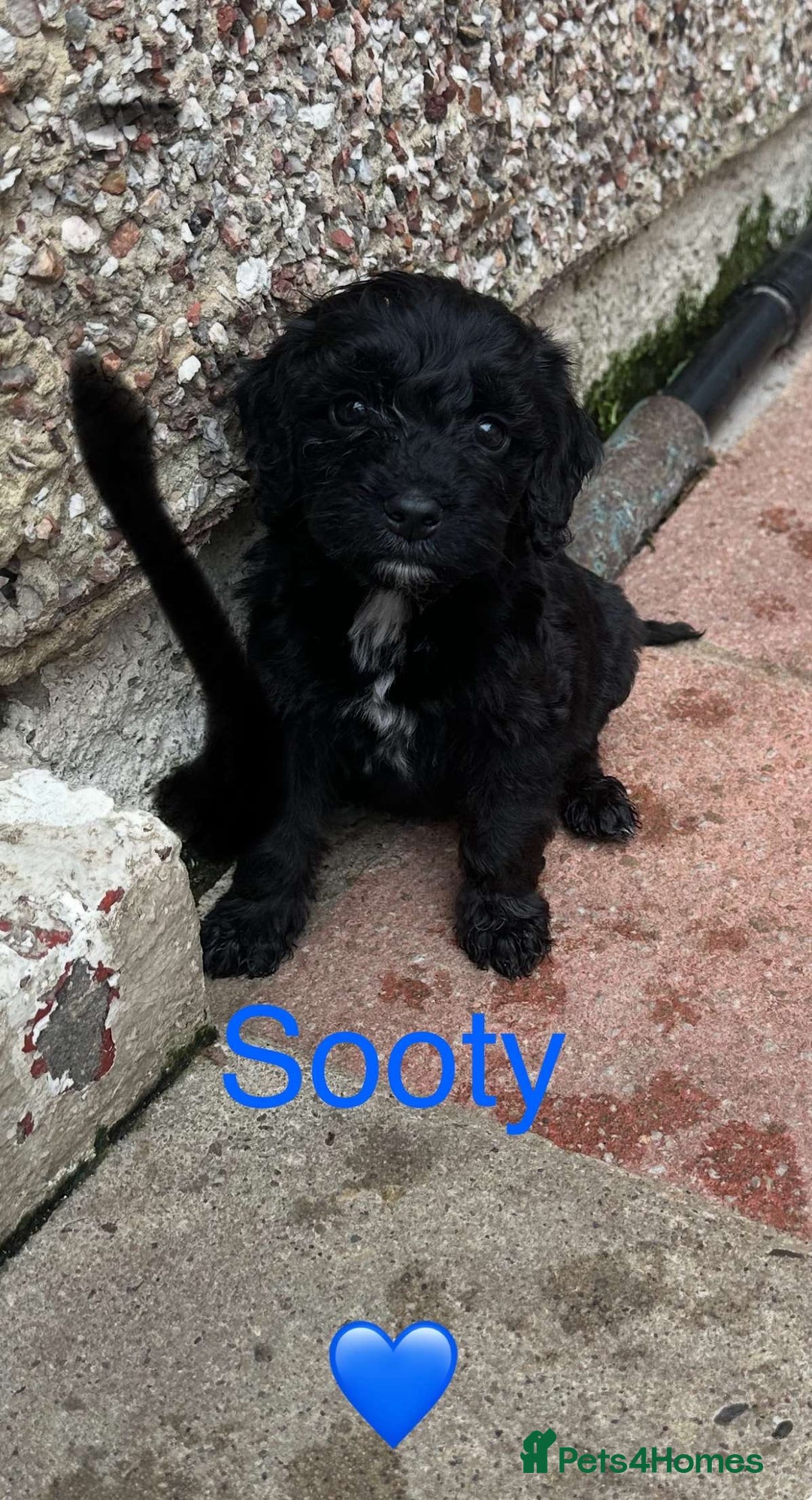 Cockapoo dogs for sale: F1B Cockapoo - Image 2