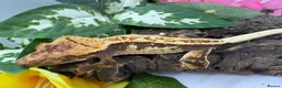 Gecko reptiles for sale: Crested gecko collection for sale  - Advert 6