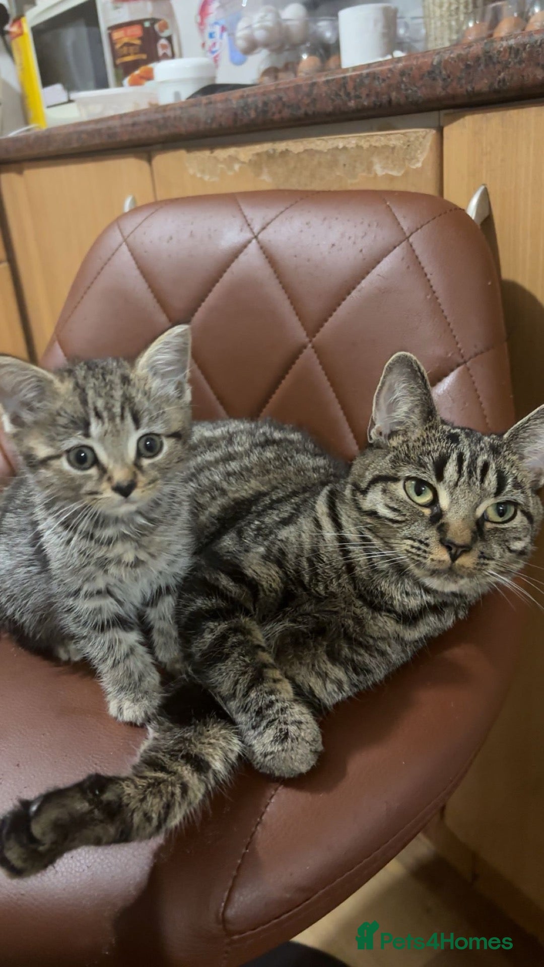Mixed Breed cats Male Tabby Kitten 🐾 - Advert 2