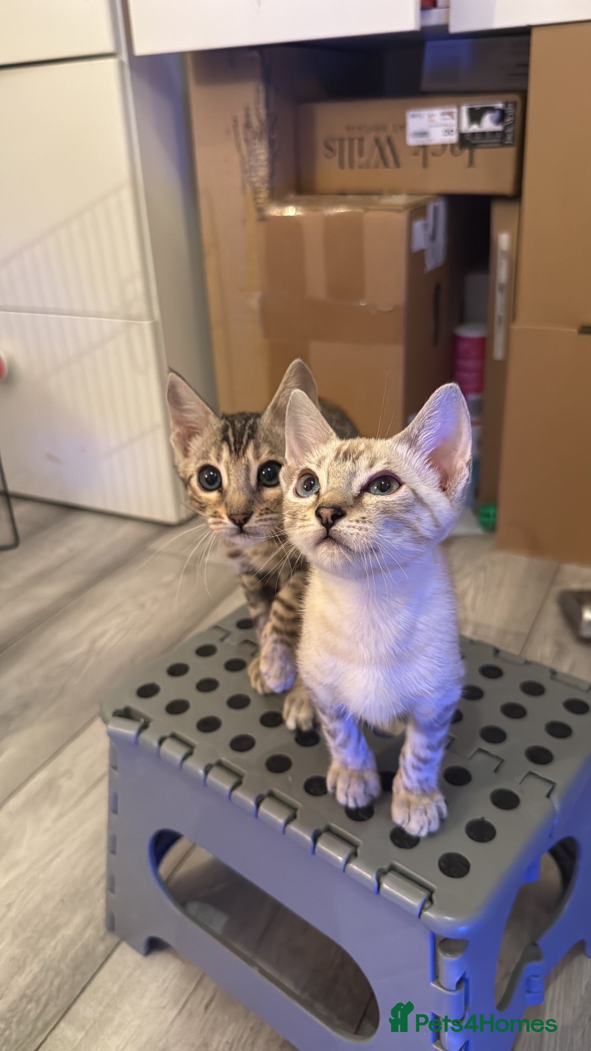 Bengal cats TICA Registered Gorgeous Bengals  - Advert 1