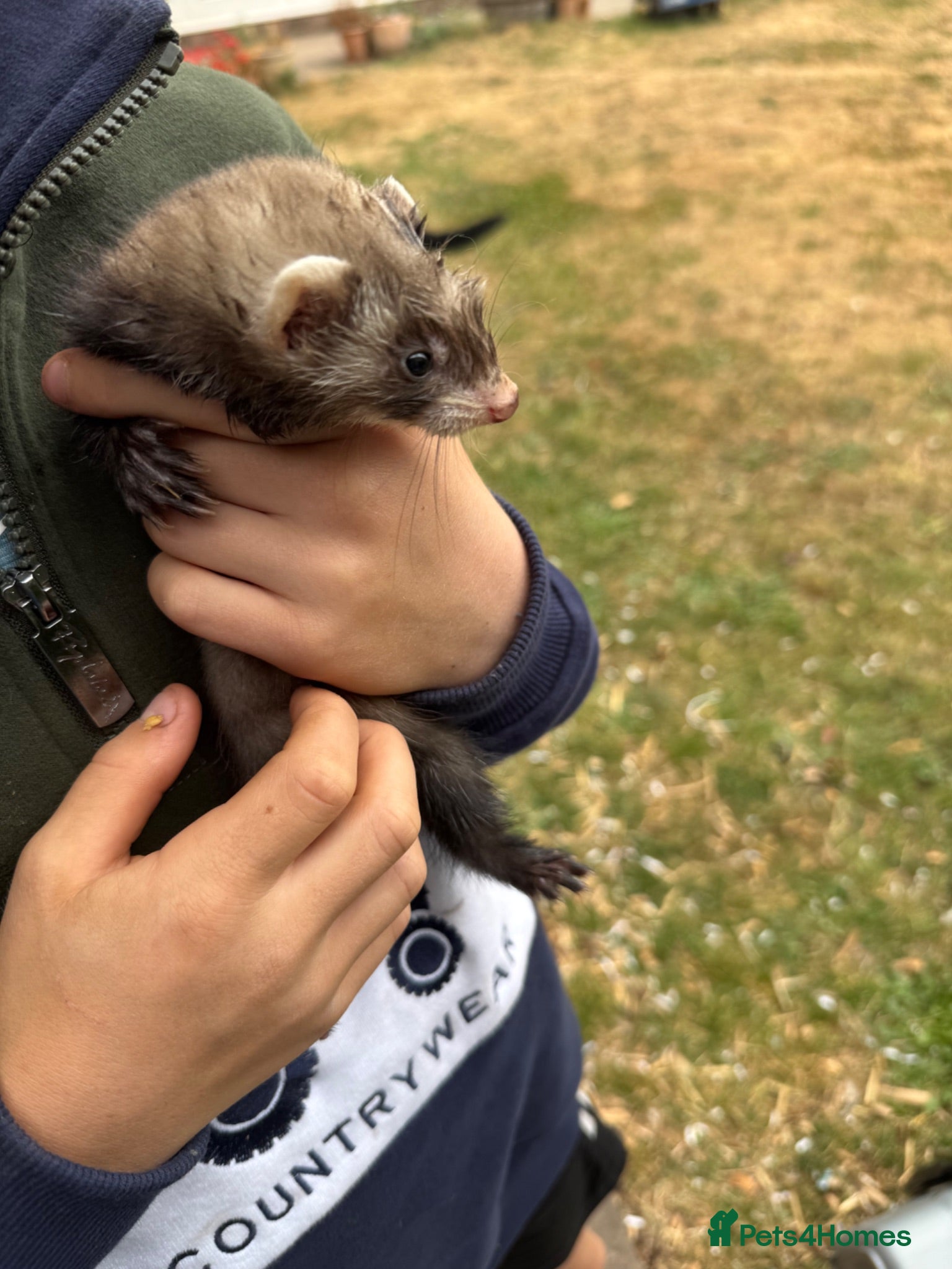 Ferret rodents Mixed albino and polecat ferret kits- well handled - Advert 2