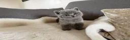 British Shorthair cats for sale: Gorgeous chunky bsh blue kittens  - Advert 23