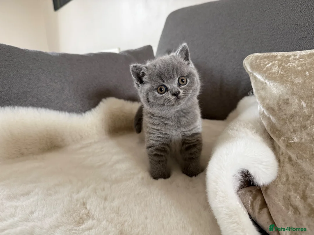 British Shorthair cats for sale: Gorgeous chunky bsh blue kittens  - Advert 23