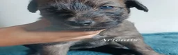 Lurcher dogs for sale: 9 beautiful Bedlington X Whippet puppies  - Advert 8