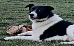 Mixed Breed dogs for adoption: SNOOPY - like a young Border Collie - Image 10