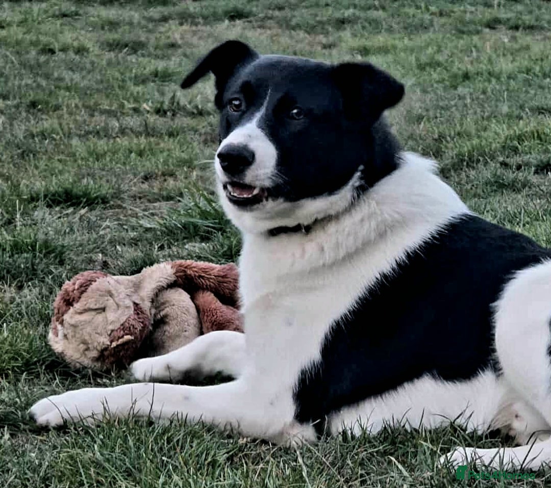 Mixed Breed dogs for adoption: SNOOPY - like a young Border Collie - Image 10