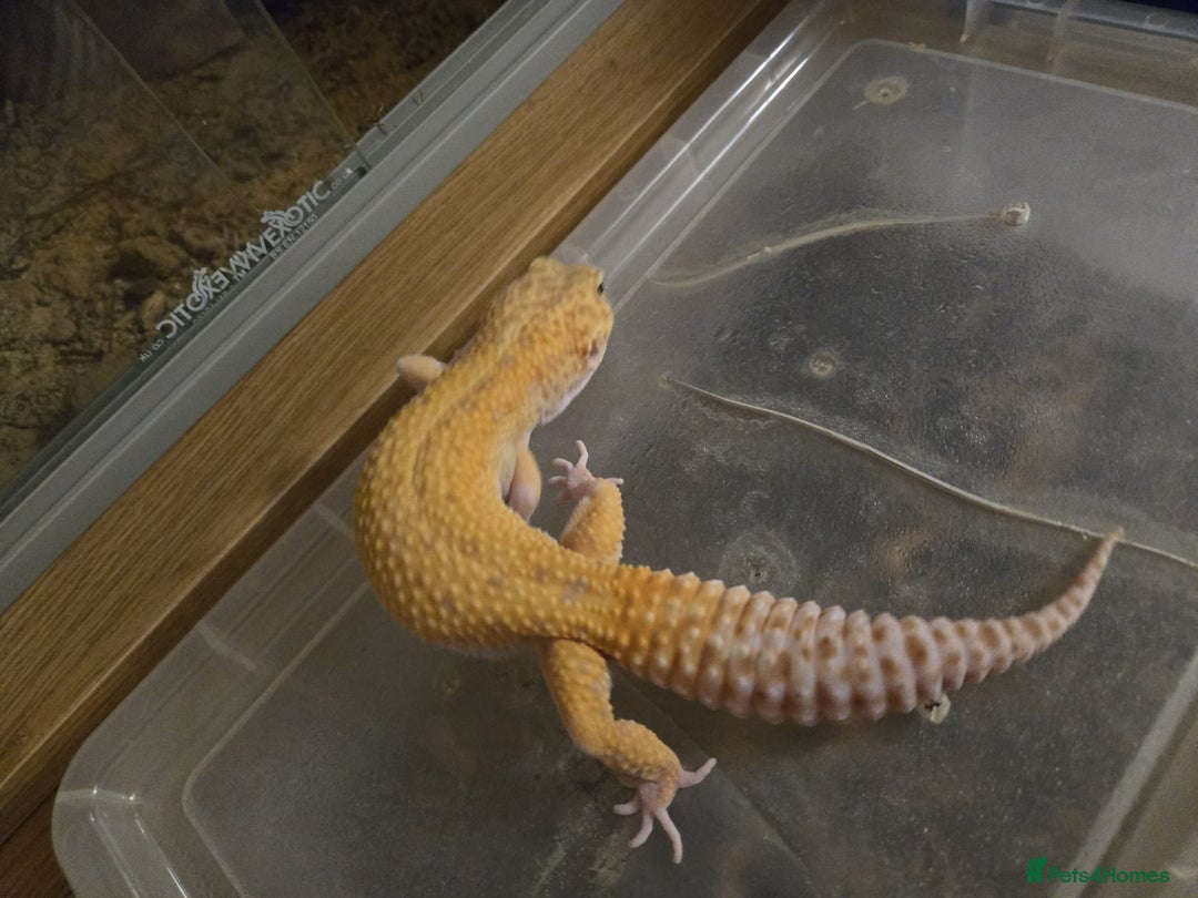 Leopard Gecko reptiles for sale: Leopard gecko for a good home - Image 10