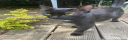 Mixed Breed cats for sale: adorable Kittens - Advert 1