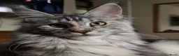 Maine Coon cats for sale: TICA Registered Maine Coon Kittens  - Advert 17
