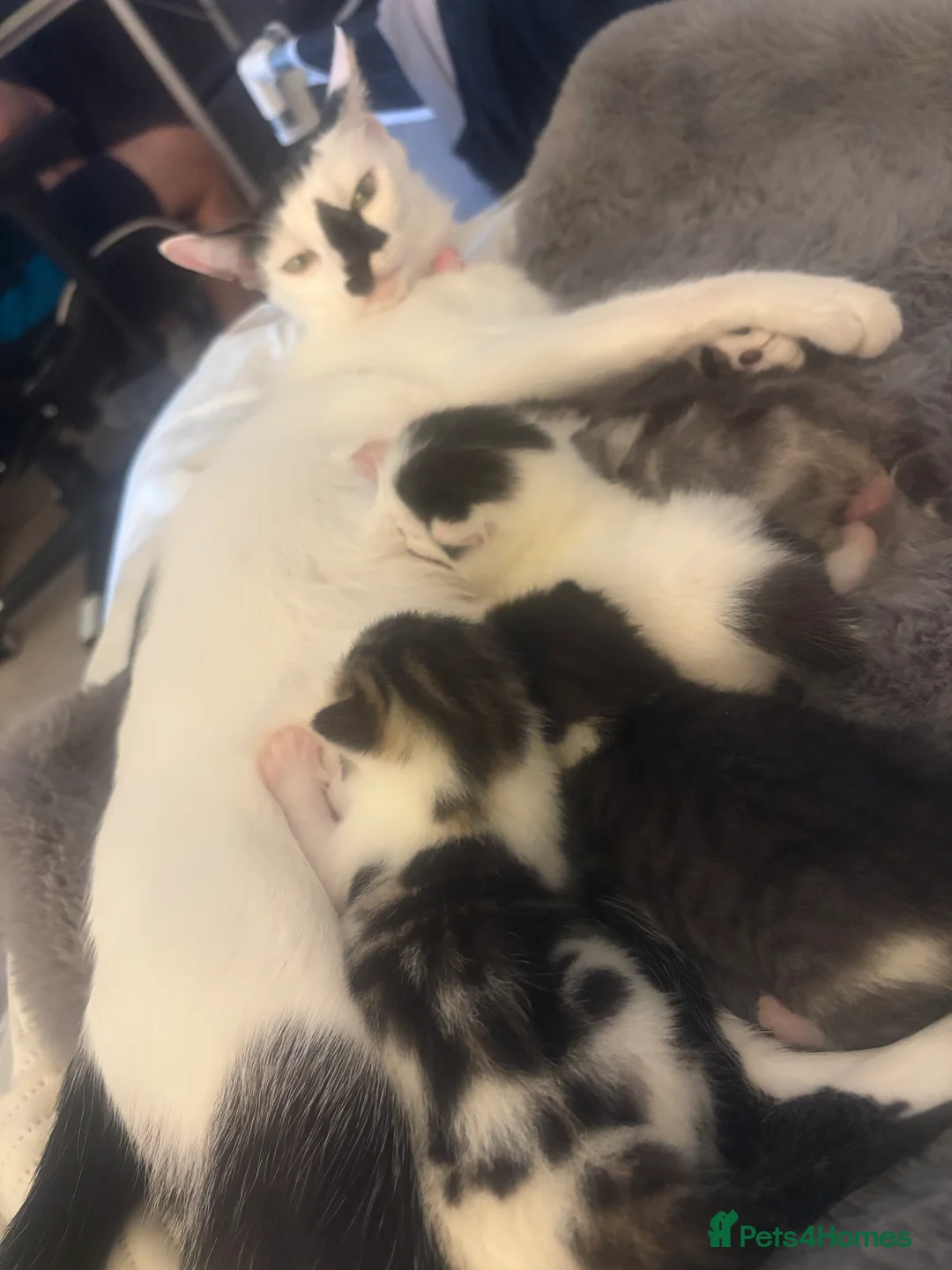 Domestic Shorthair cats for sale: Beautiful Male kitten  in Middlesbrough - Advert 2