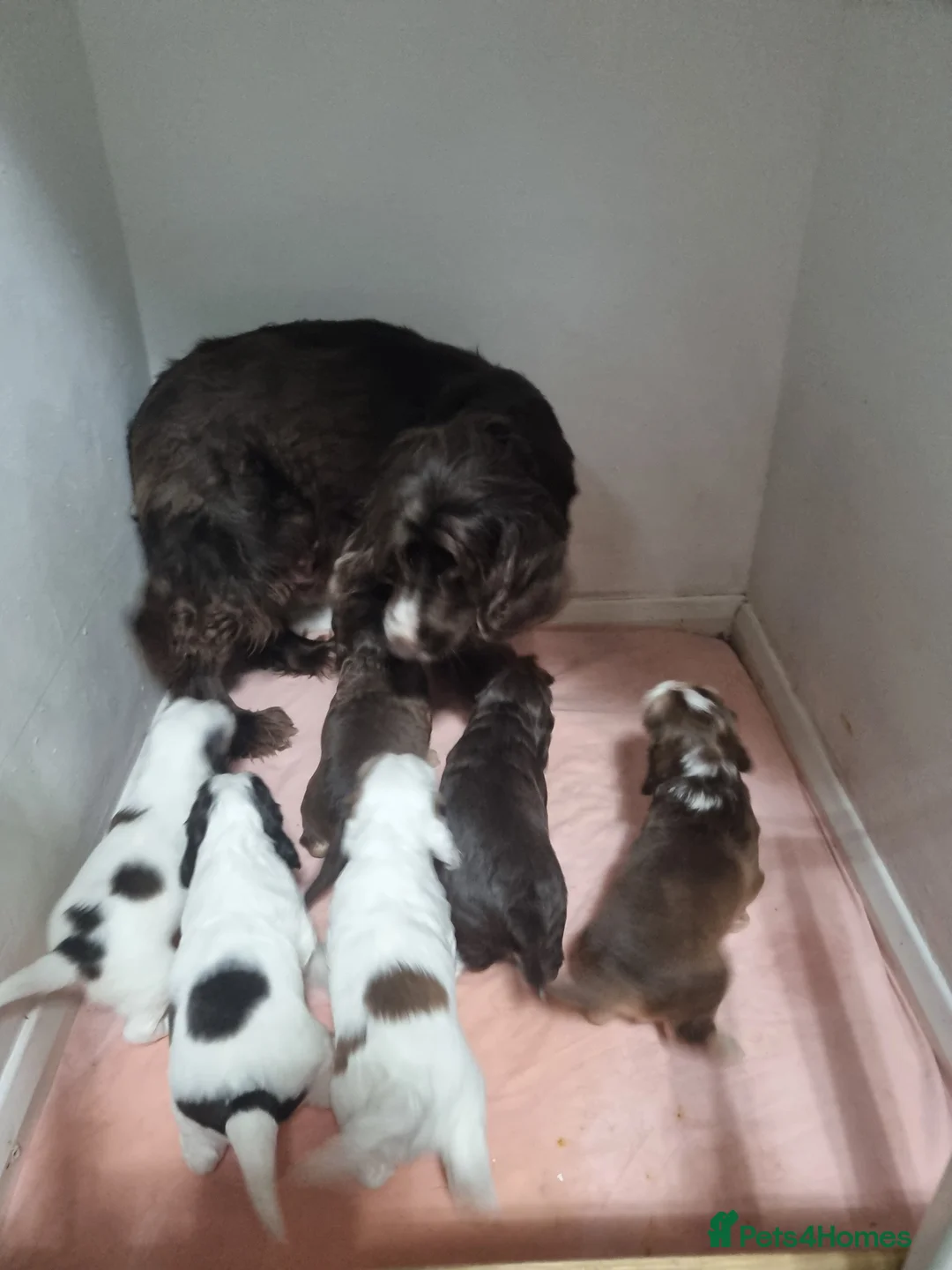 Cocker Spaniel dogs for sale:  Show Cockerspaniel puppies - Advert 10