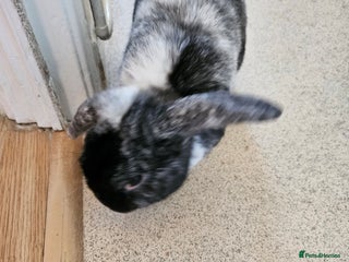 Dutch rabbits - Advert 1