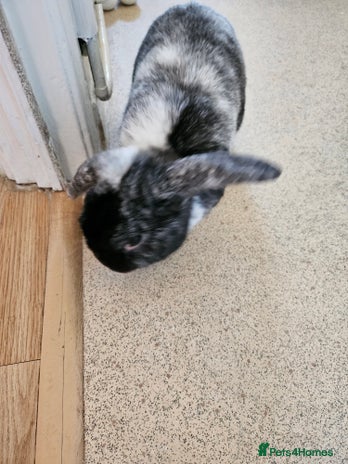 Dutch rabbits - Advert 1