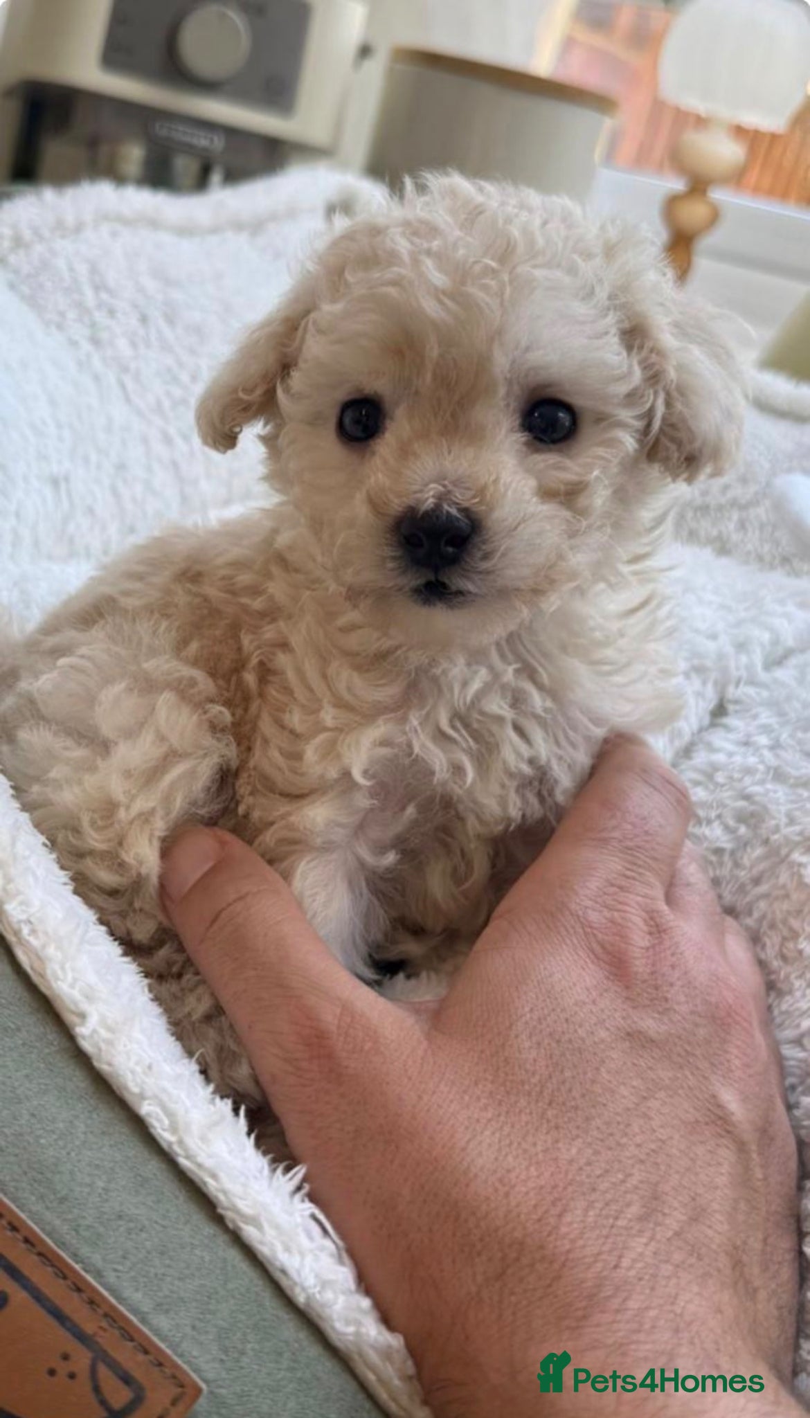Toy Poodle dogs 5 gorgeous toy poodles - Advert 13